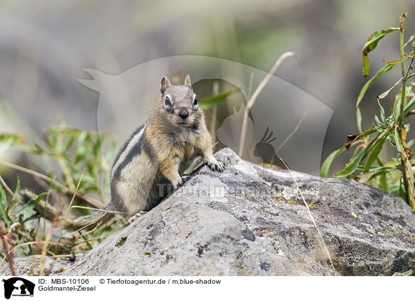 Goldmantel-Ziesel / golden-mantled ground squirrel / MBS-10106