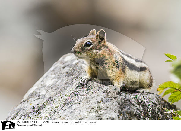 Goldmantel-Ziesel / golden-mantled ground squirrel / MBS-10111