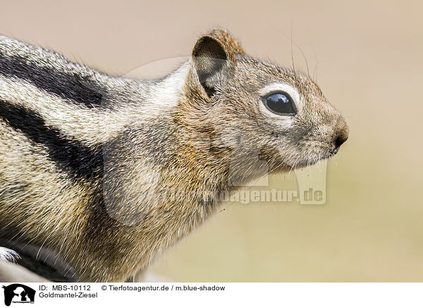 Goldmantel-Ziesel / golden-mantled ground squirrel / MBS-10112