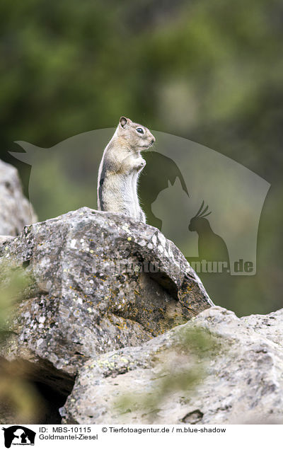 Goldmantel-Ziesel / golden-mantled ground squirrel / MBS-10115