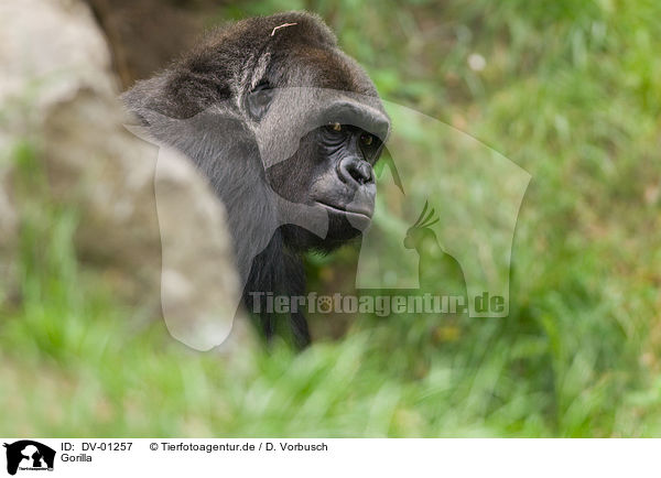 Gorilla / Gorilla / DV-01257