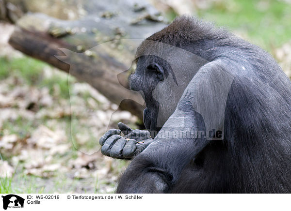 Gorilla / WS-02019