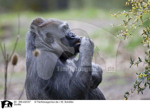 Gorilla / Gorilla / WS-02037