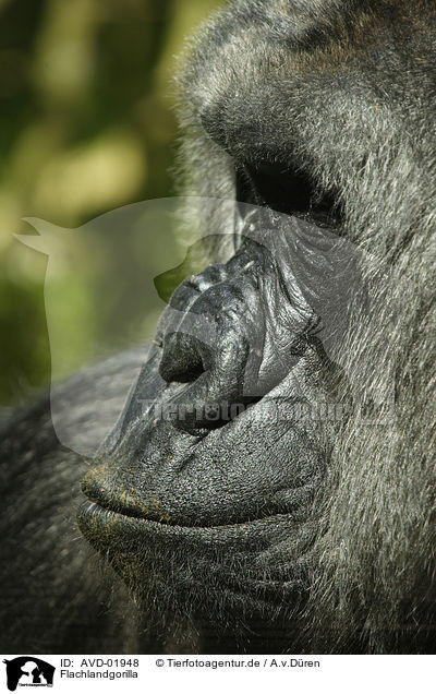 Flachlandgorilla / gorilla / AVD-01948