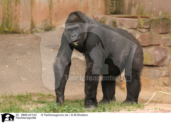 Flachlandgorilla / gorilla / DMS-02102