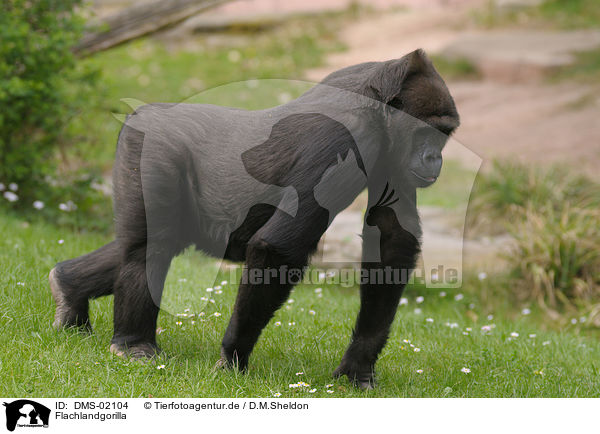 Flachlandgorilla / gorilla / DMS-02104