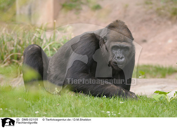 Flachlandgorilla / gorilla / DMS-02105