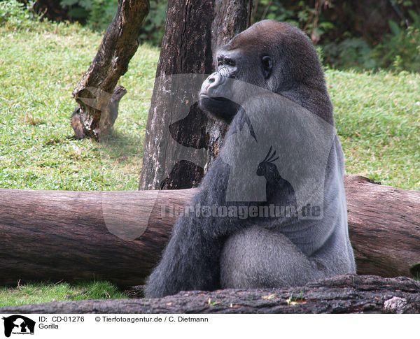 Gorilla / Gorilla / CD-01276