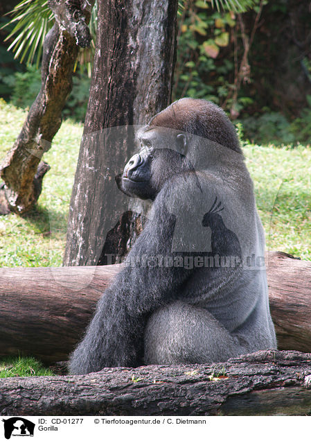 Gorilla / Gorilla / CD-01277
