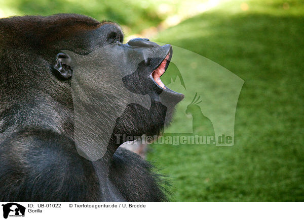 Gorilla / gorilla / UB-01022