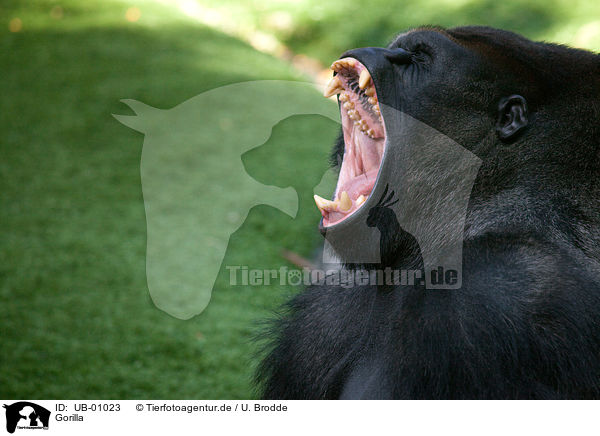 Gorilla / gorilla / UB-01023