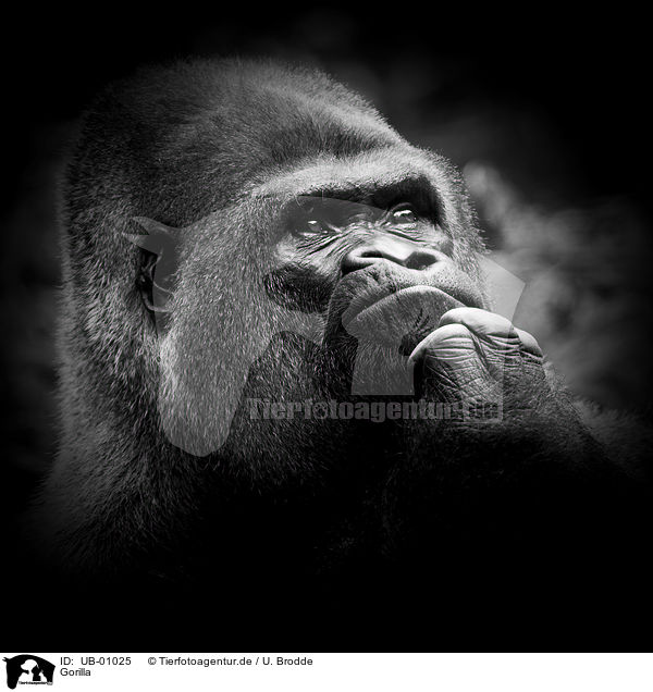 Gorilla / gorilla / UB-01025