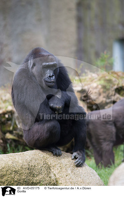 Gorilla / AVD-05175