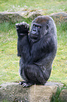 Gorilla