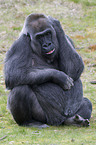 Gorilla