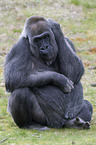 Gorilla