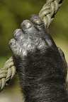 Flachlandgorilla