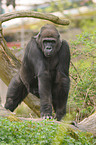 Flachlandgorilla