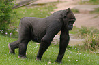 Flachlandgorilla