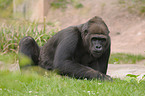 Flachlandgorilla