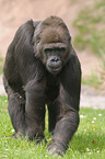 Flachlandgorilla