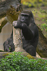 Flachlandgorilla