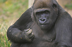 Flachlandgorilla