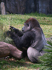 Gorilla