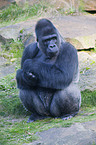 Flachlandgorilla