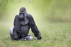 sitzender Gorilla