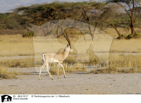 Grant-Gazelle / grant gazelle / JR-01517