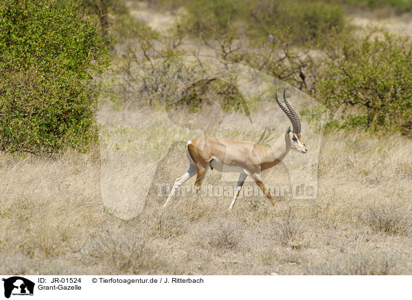 Grant-Gazelle / grant gazelle / JR-01524