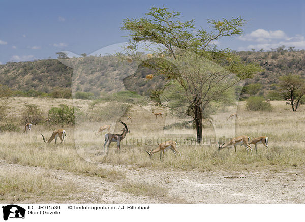 Grant-Gazelle / grant gazelles / JR-01530