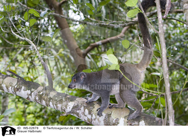 Grauer Halbmaki / Eastern Lesser Bamboo Lemur / WS-02678