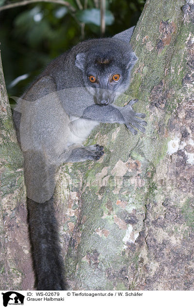 Grauer Halbmaki / Eastern Lesser Bamboo Lemur / WS-02679