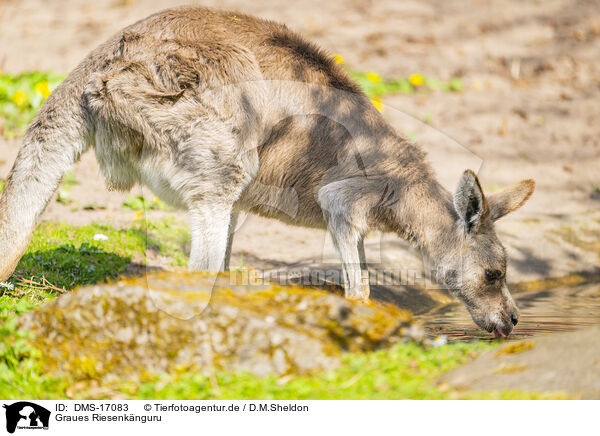Graues Riesenknguru / DMS-17083