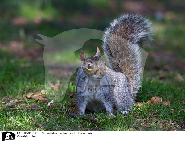 Grauhrnchen / grey squirrel / HB-01600