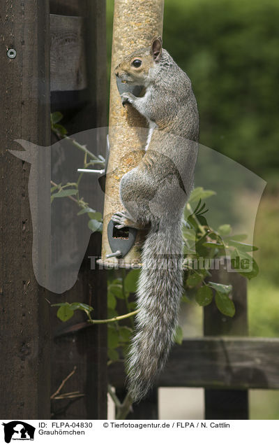Grauhrnchen / grey squirrel / FLPA-04830