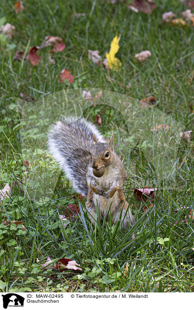 Grauh�rnchen / MAW-02495