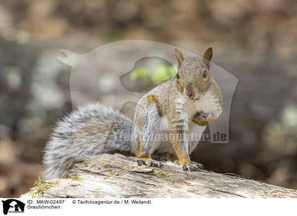 Grauh�rnchen / MAW-02497
