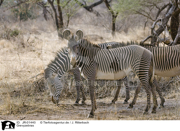 Grevyzebras / grevy's zebras / JR-01440