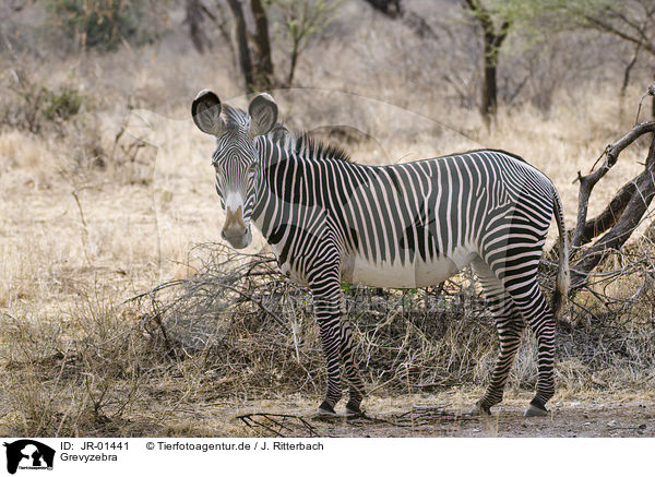 Grevyzebra / grevy's zebra / JR-01441