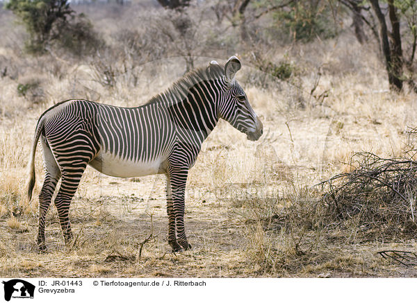 Grevyzebra / grevy's zebra / JR-01443