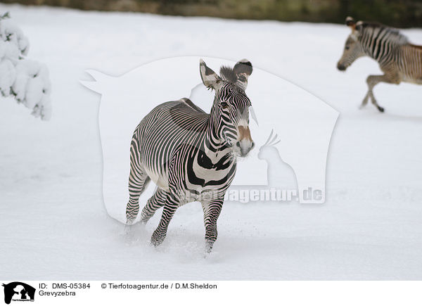 Grevyzebra / DMS-05384