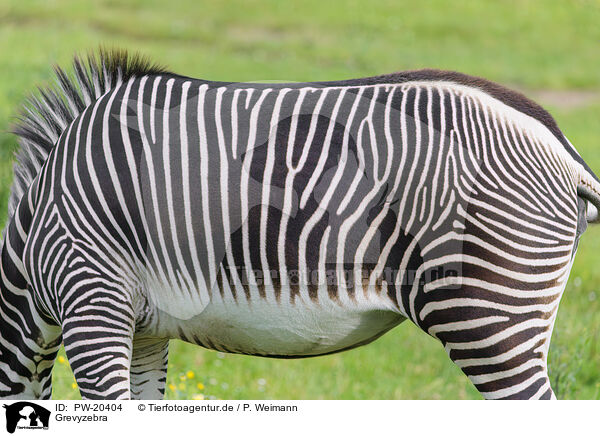 Grevyzebra / Grevy's zebra / PW-20404