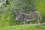 Grevyzebra