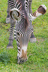 Grevyzebra