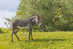 Grevyzebra