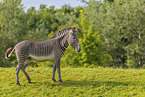 Grevyzebra