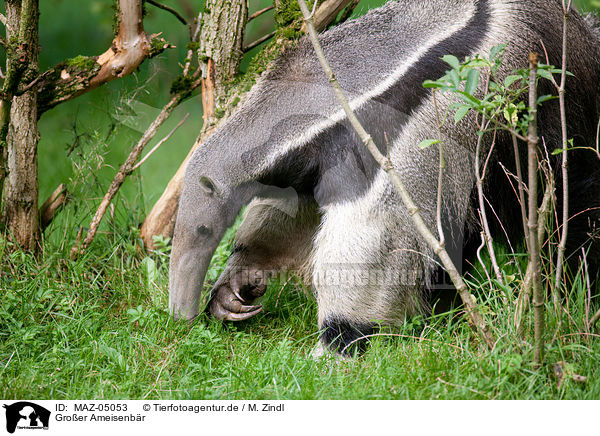 Gro�er Ameisenb�r / antbear / MAZ-05053
